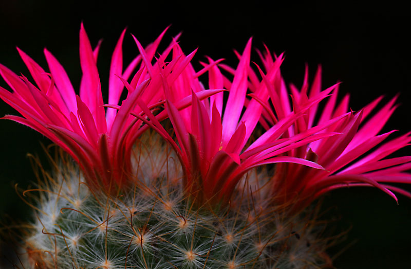 Mammillaria guelzowiana